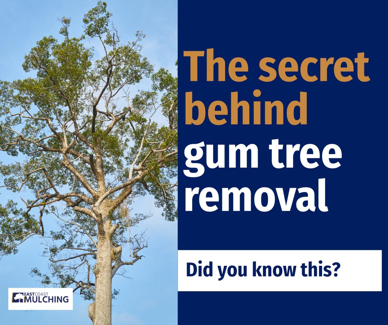 The Sad Reality About Gum Tree Removal That We Need To Know How To Negotiate The Best Price For A Home